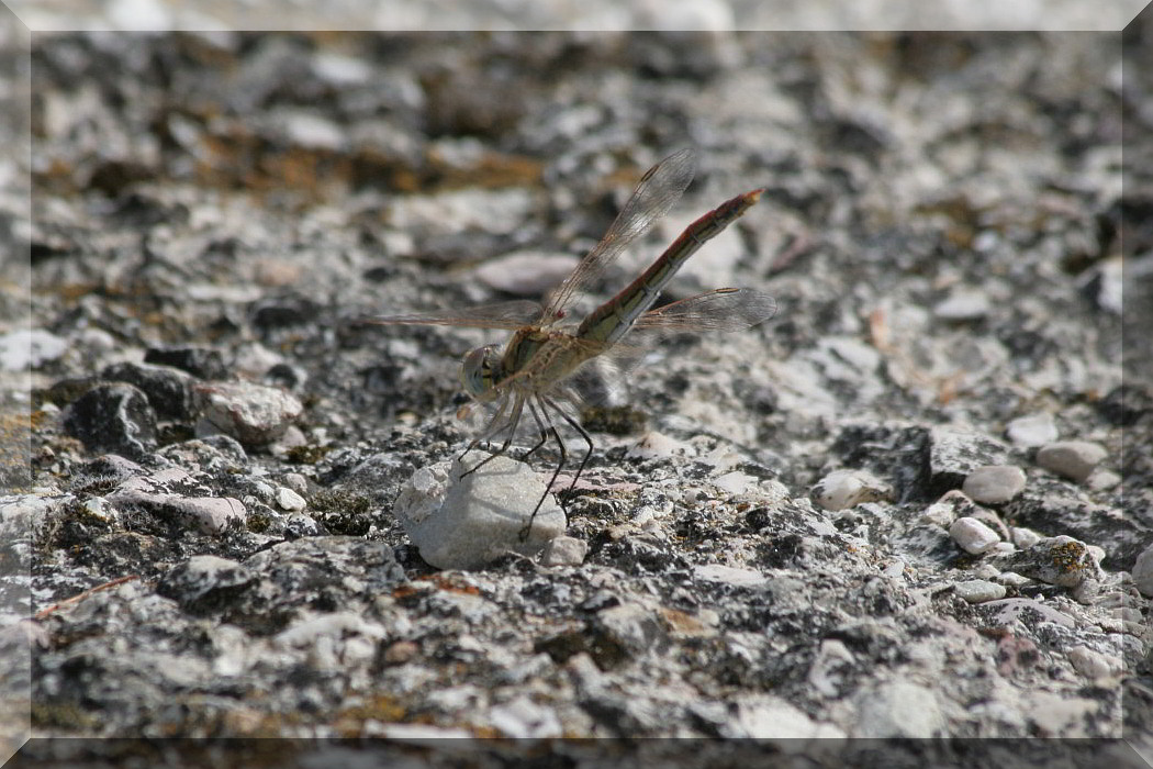 Sympetrum fonscolombii?