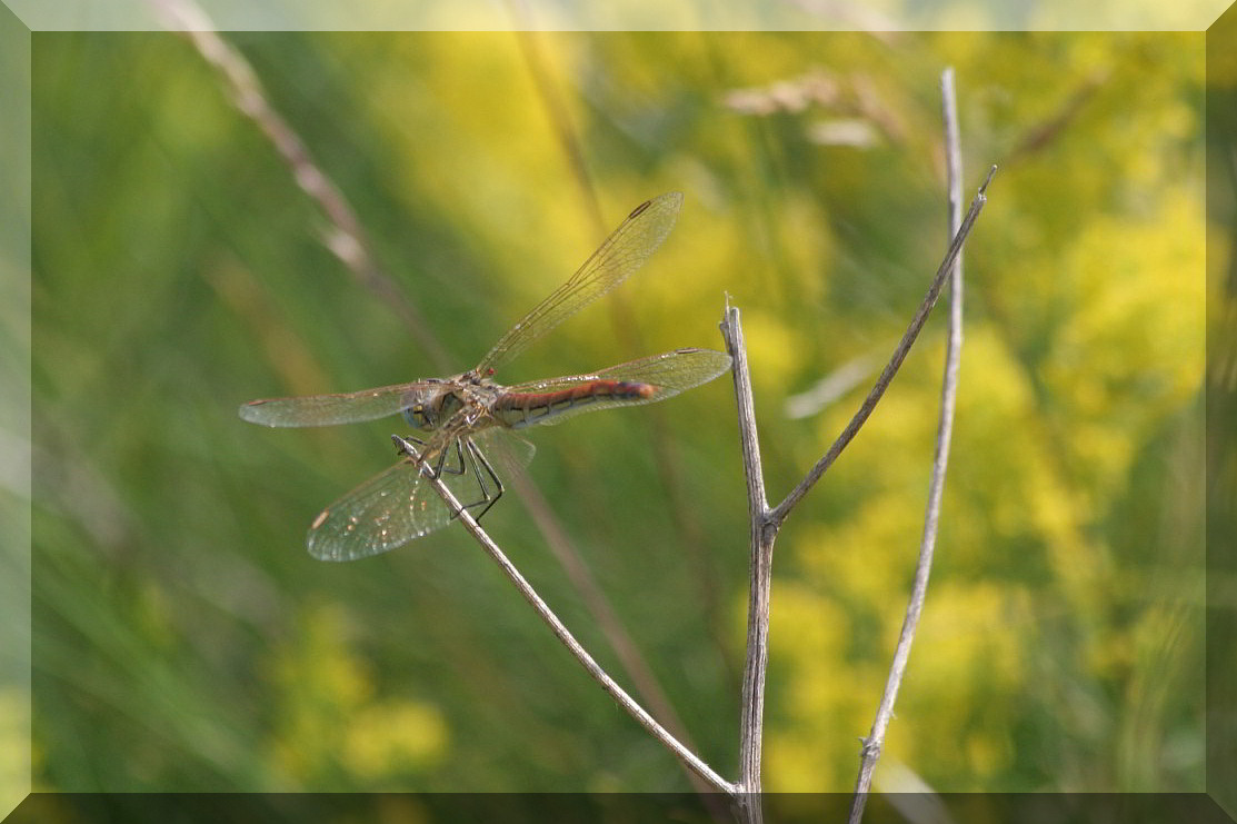 Sympetrum fonscolombii?