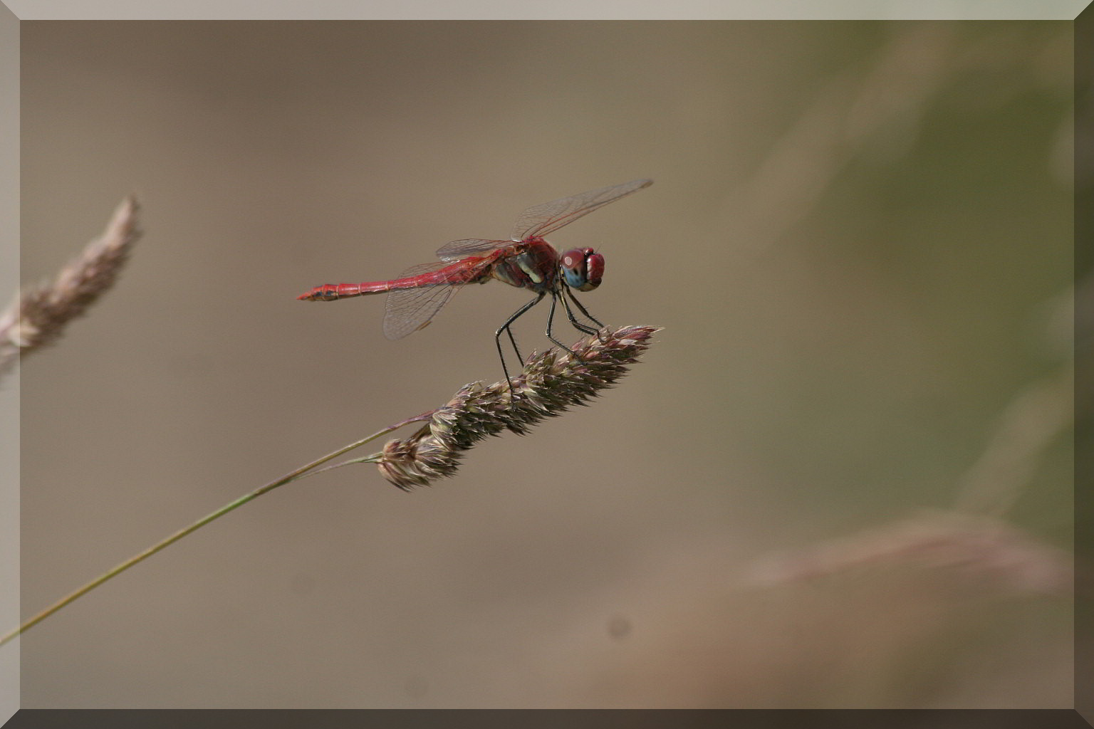 Sympetrum fonscolombii?