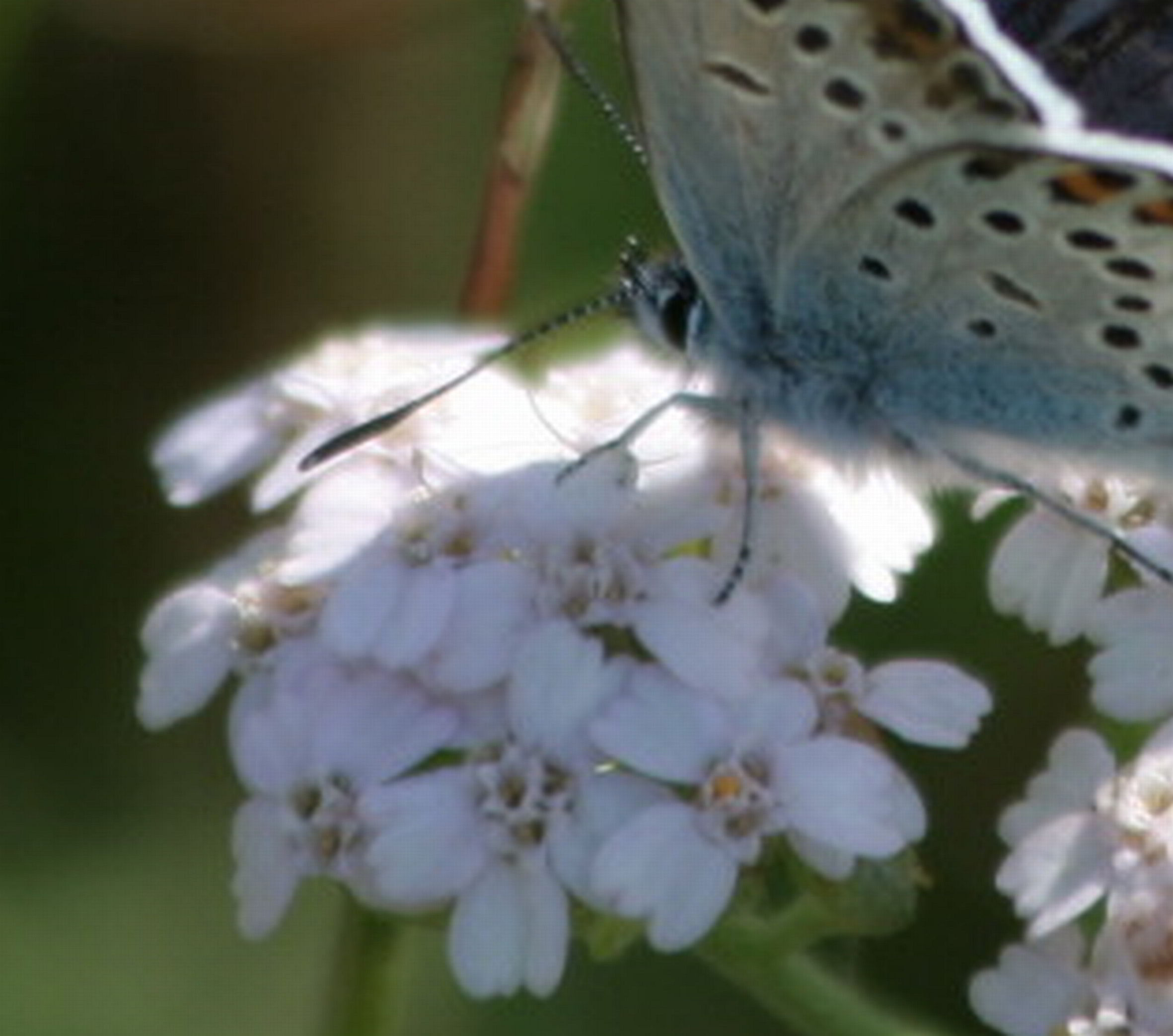 licenidi in accoppiamento