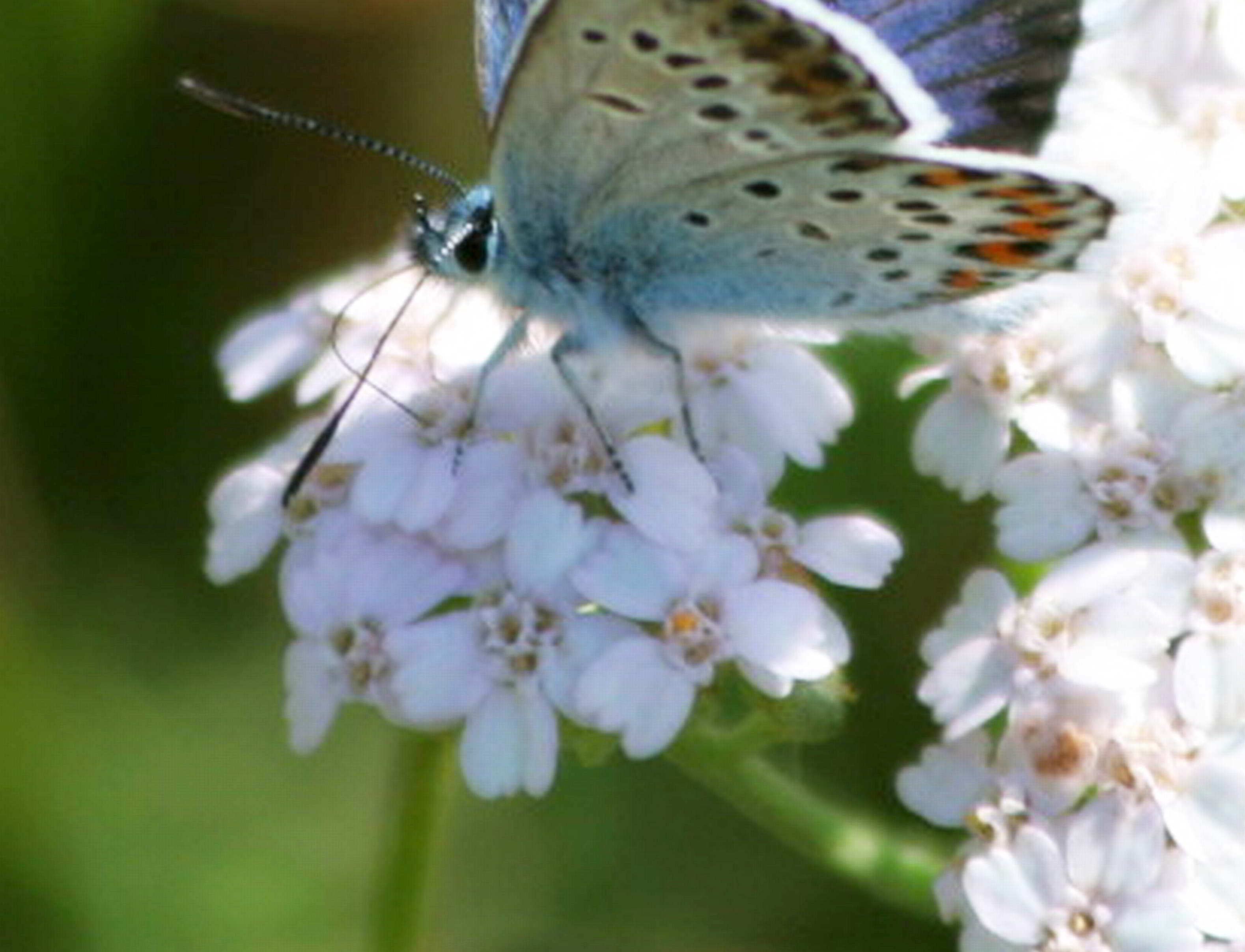 licenidi in accoppiamento