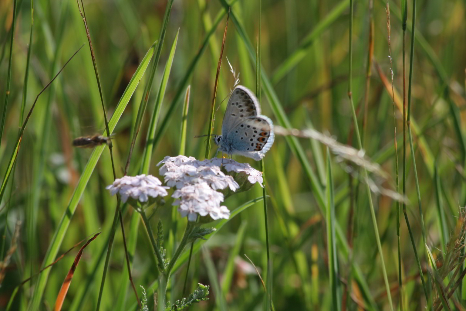 Plebejus argus? - S, Plebejus cf. argus