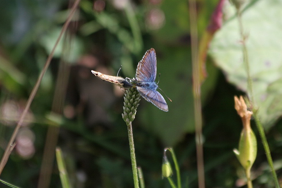 Plebejus argus? - S, Plebejus cf. argus