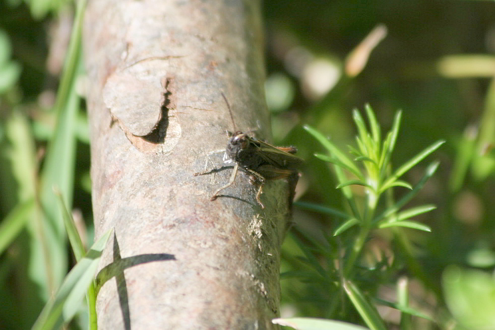 piccola cavalletta