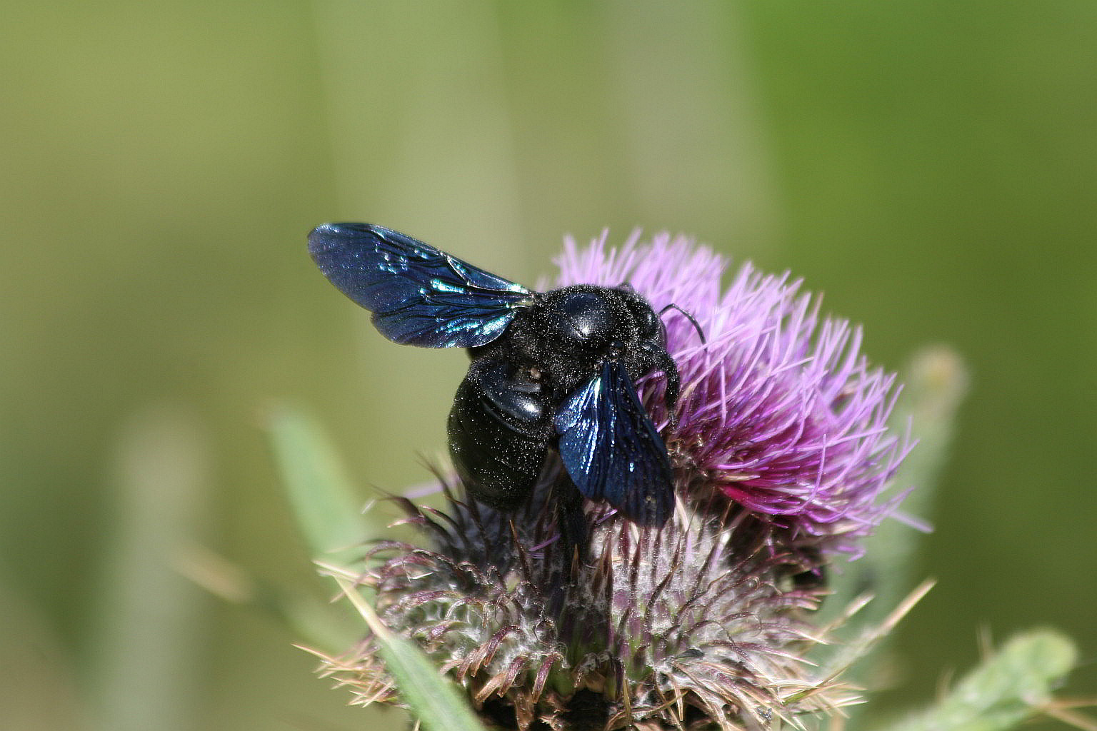 Xylocopa sp. (Apidae)