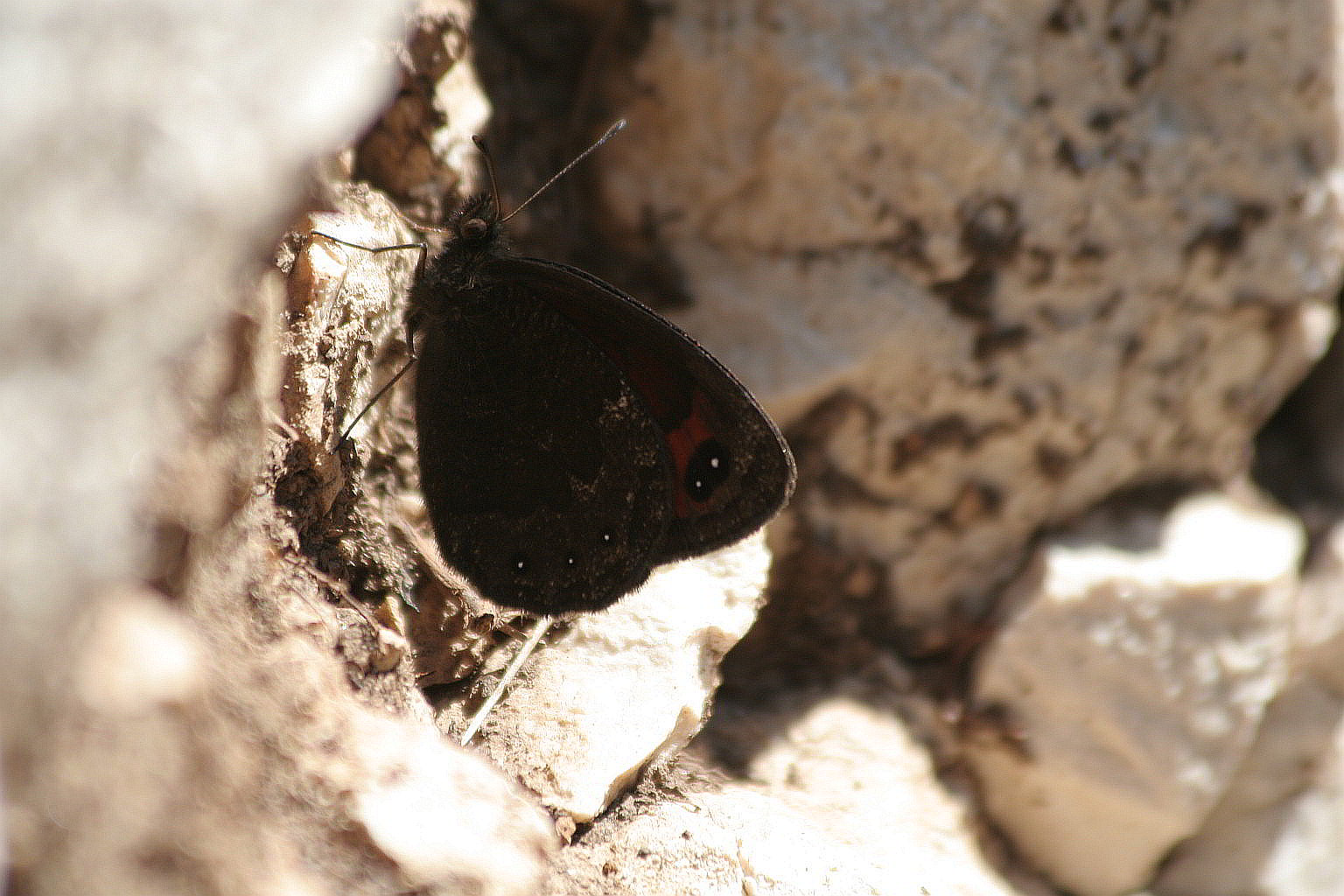 erebia dallo Zugna - Erebia cf. styx