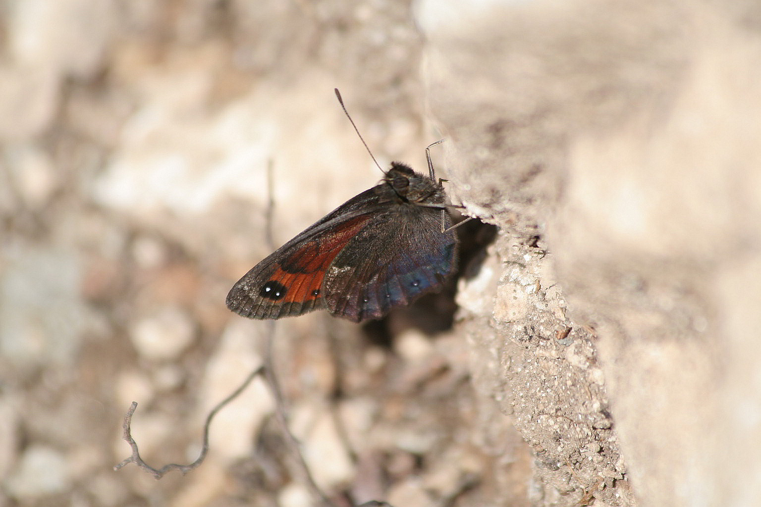 erebia dallo Zugna - Erebia cf. styx
