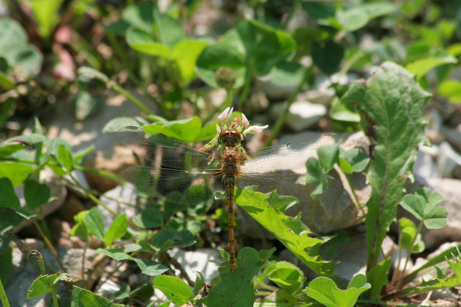 Sympetrum sanguineum?