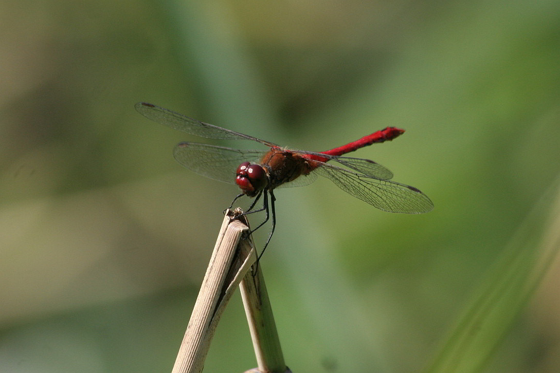 Sympetrum sanguineum?