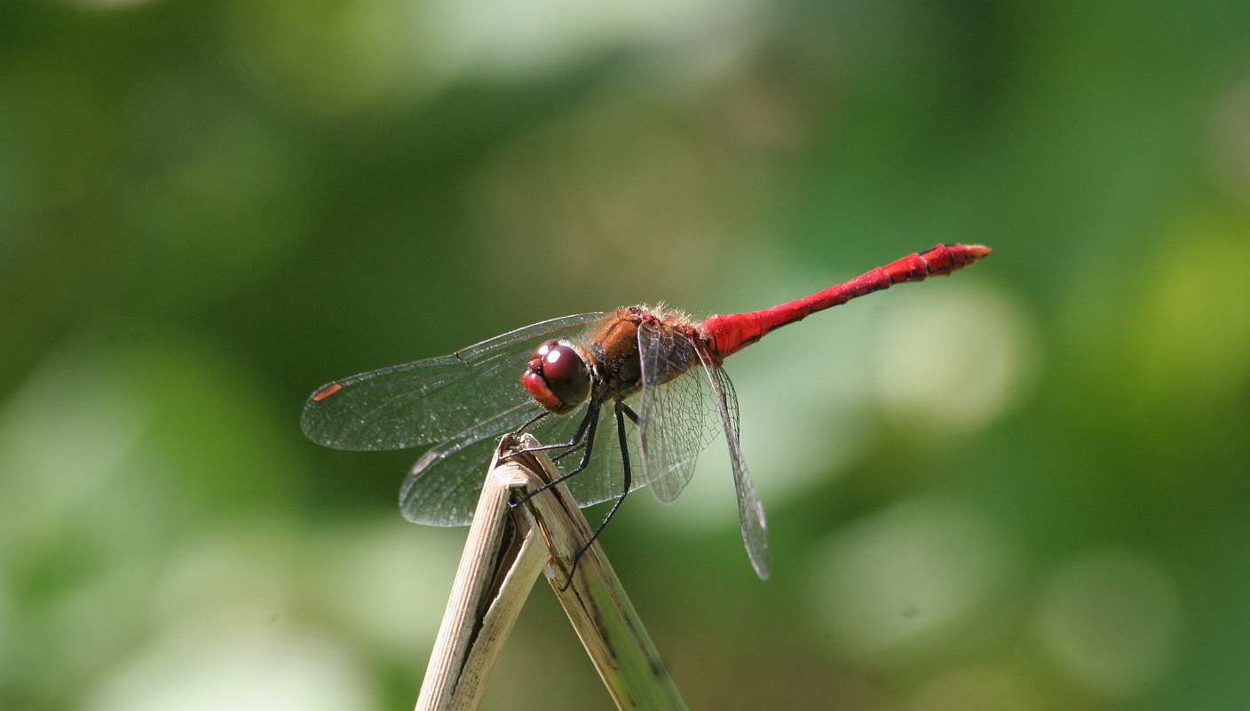 Sympetrum sanguineum?