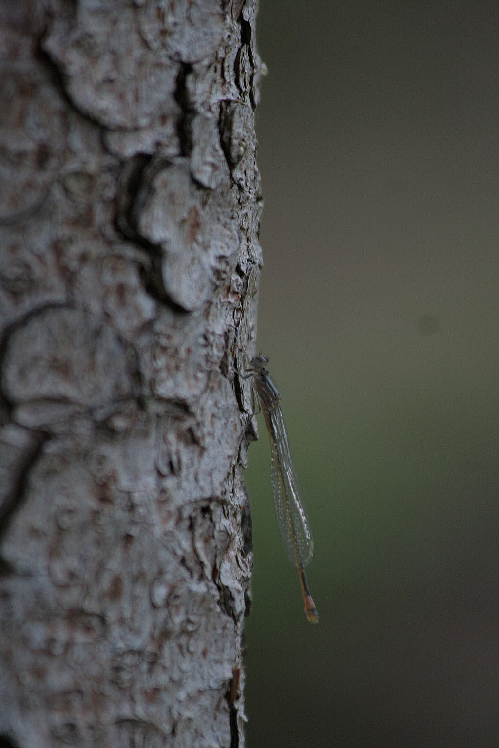 damigella...? Ischnura elegans