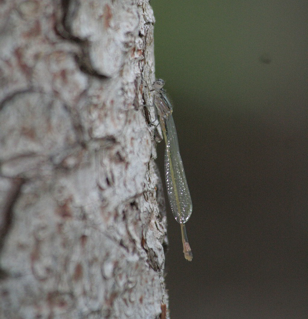 damigella...? Ischnura elegans