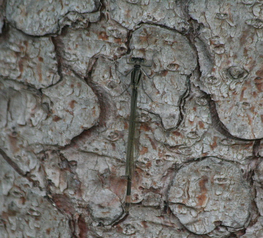 damigella...? Ischnura elegans