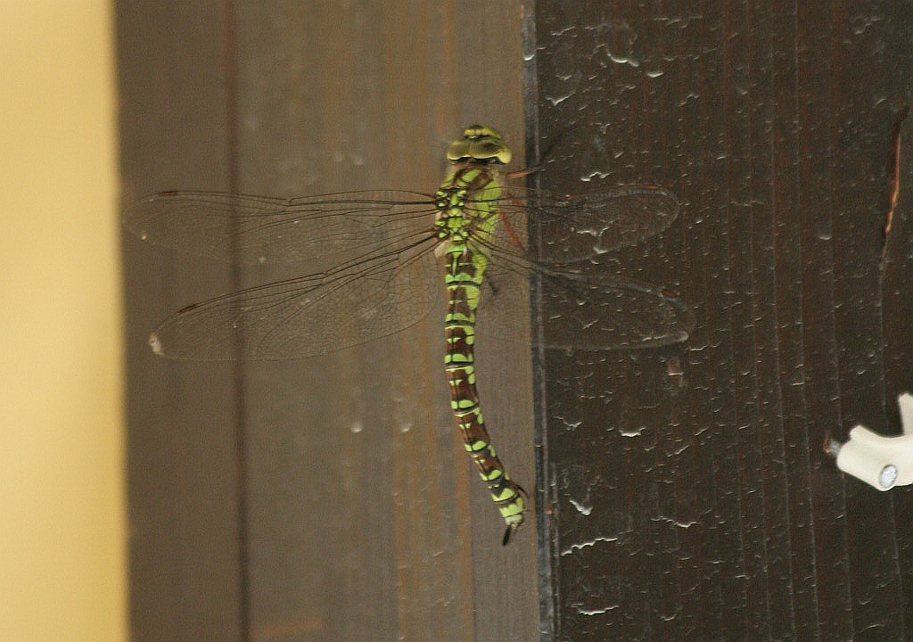 Aeshna cyanea femmina?