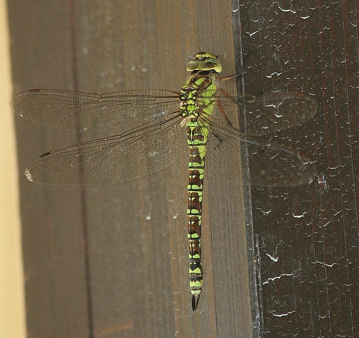 Aeshna cyanea femmina?