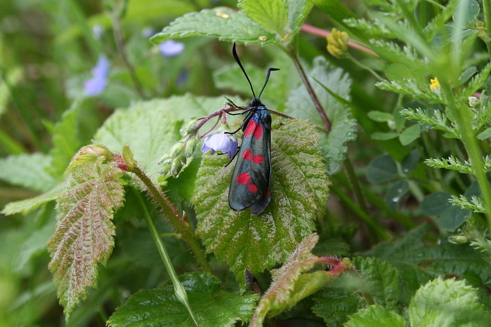 Zygaena filipendula?