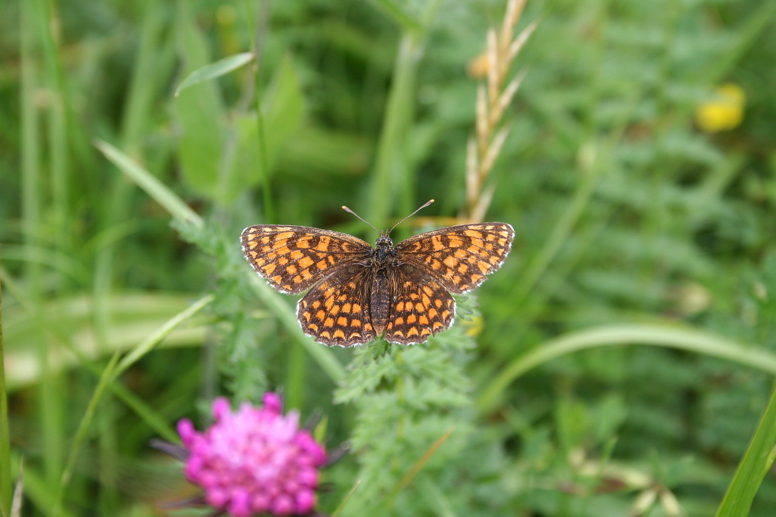 Melitaea athalia?