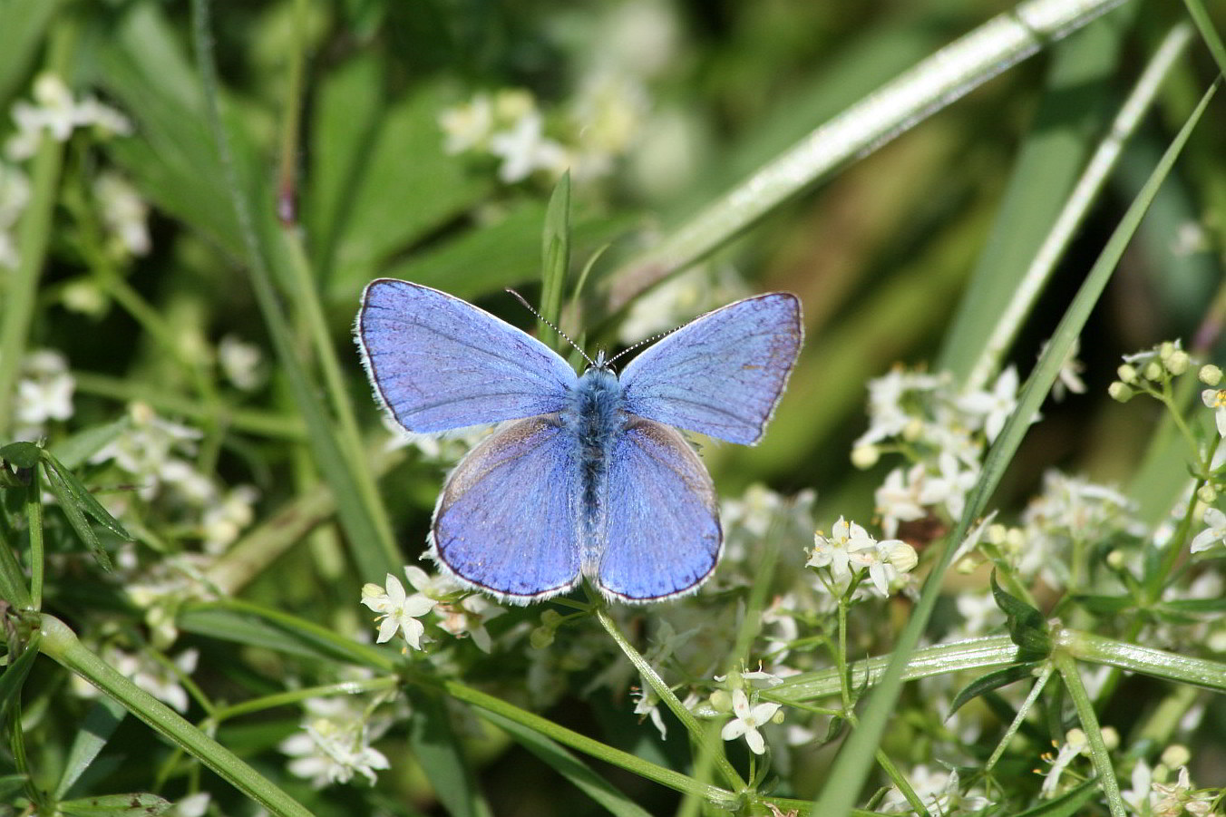 Polyommatus bellargus?