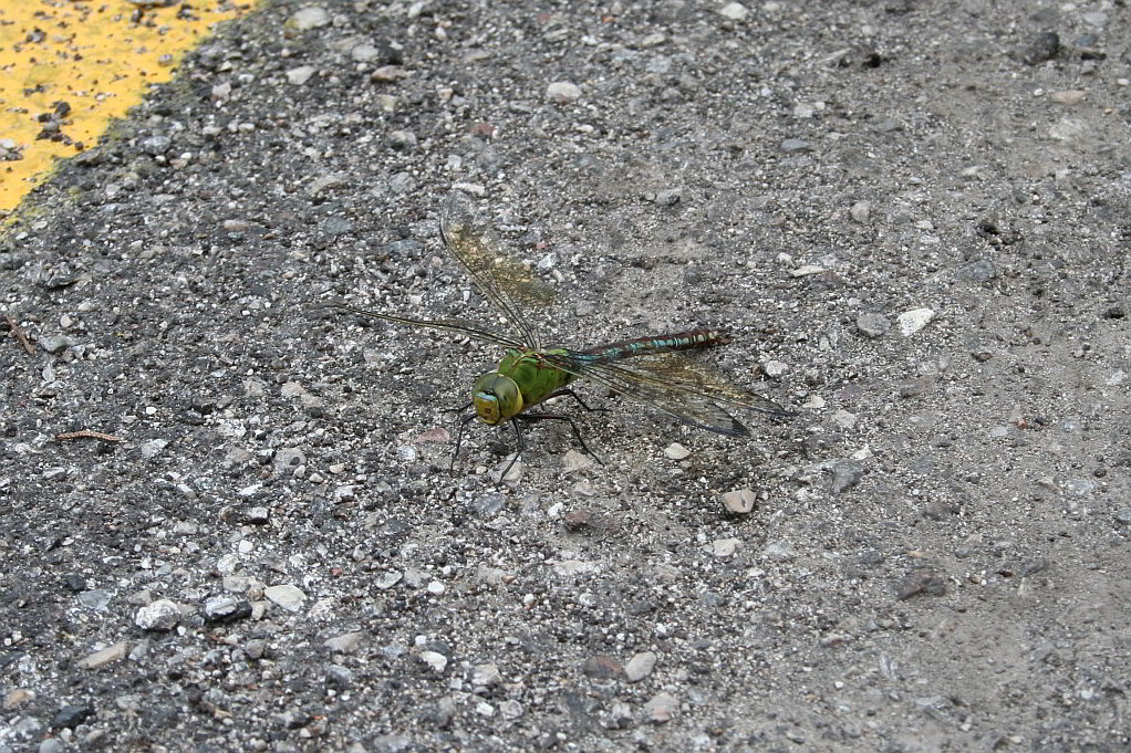 Anax imperator
