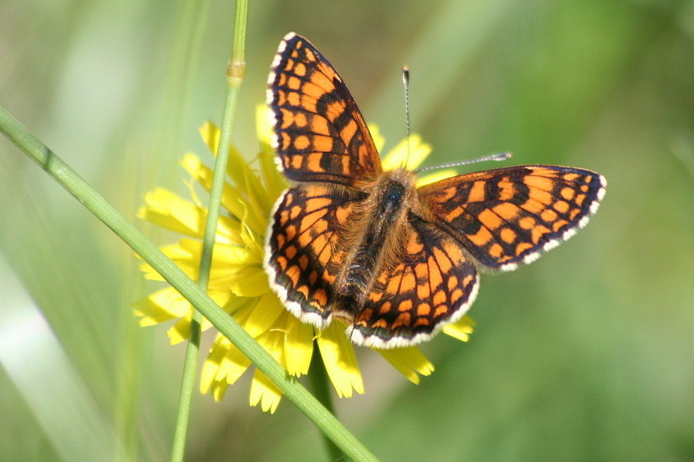un''altra Melitaea athalia?