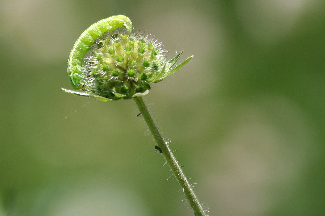 larva di ...