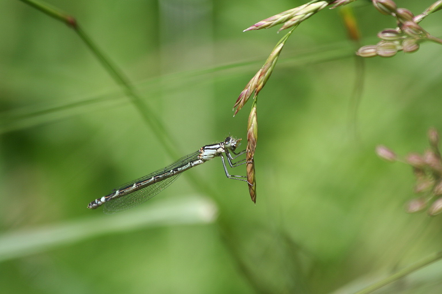 Enallagma cyathigerum?