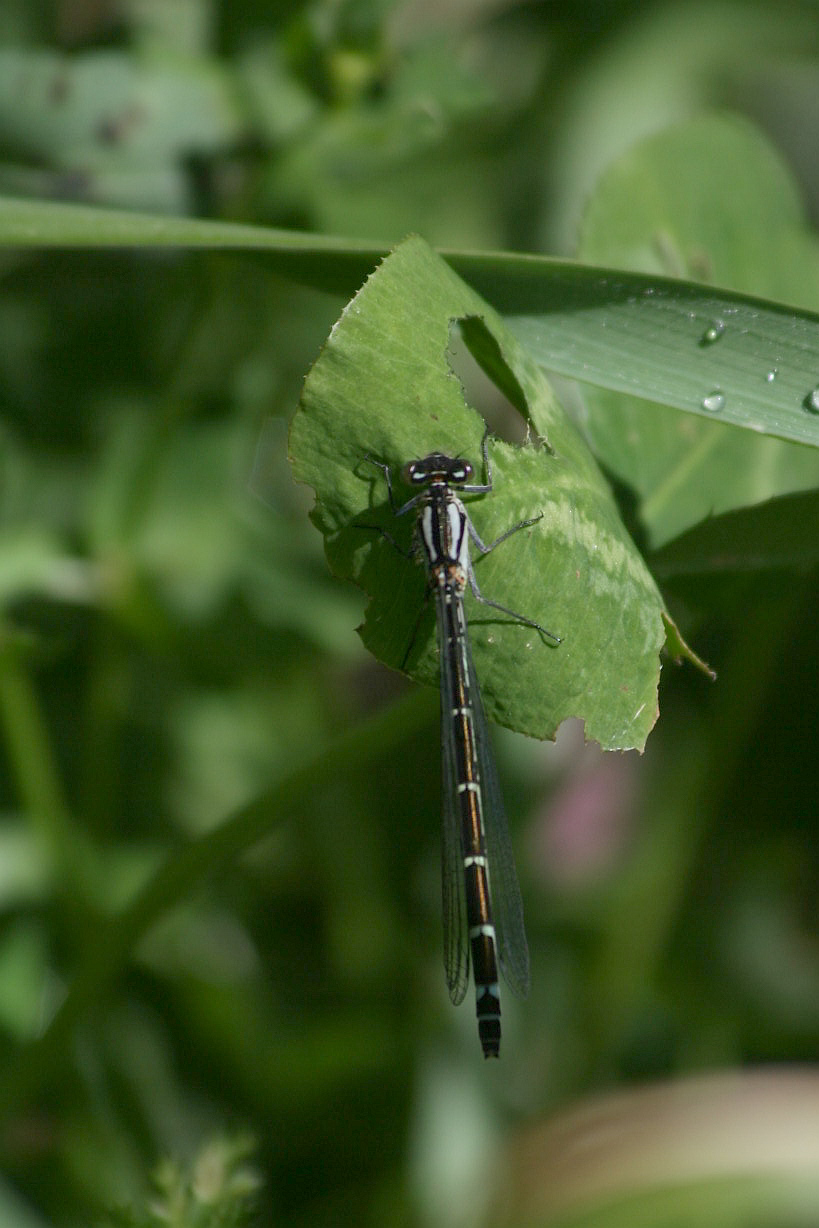 Enallagma cyathigerum?