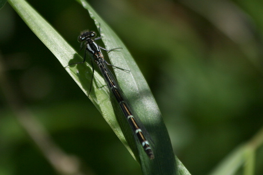 Enallagma cyathigerum?