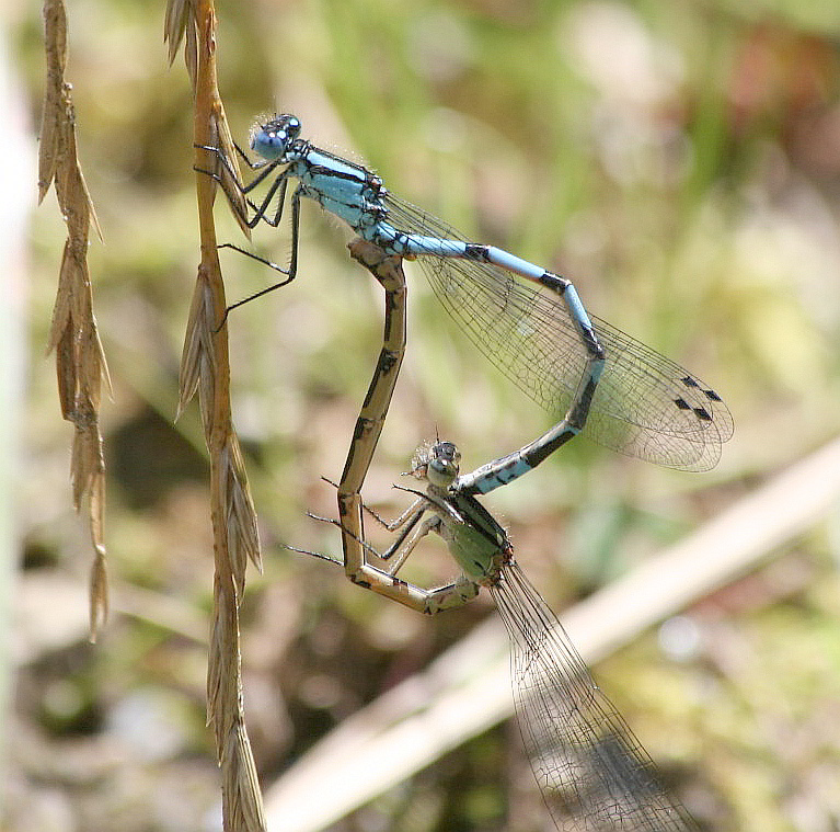 Enallagma cyathigerum in accoppiamento