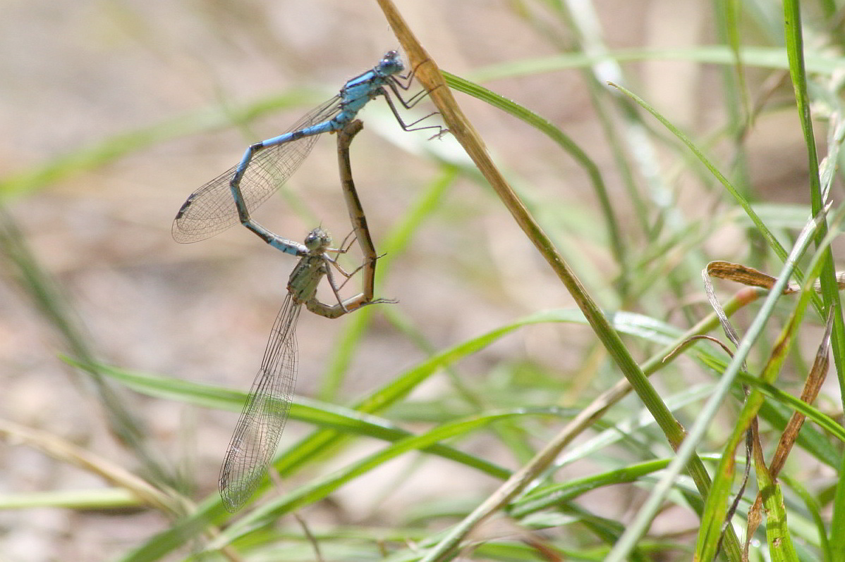 Enallagma cyathigerum in accoppiamento