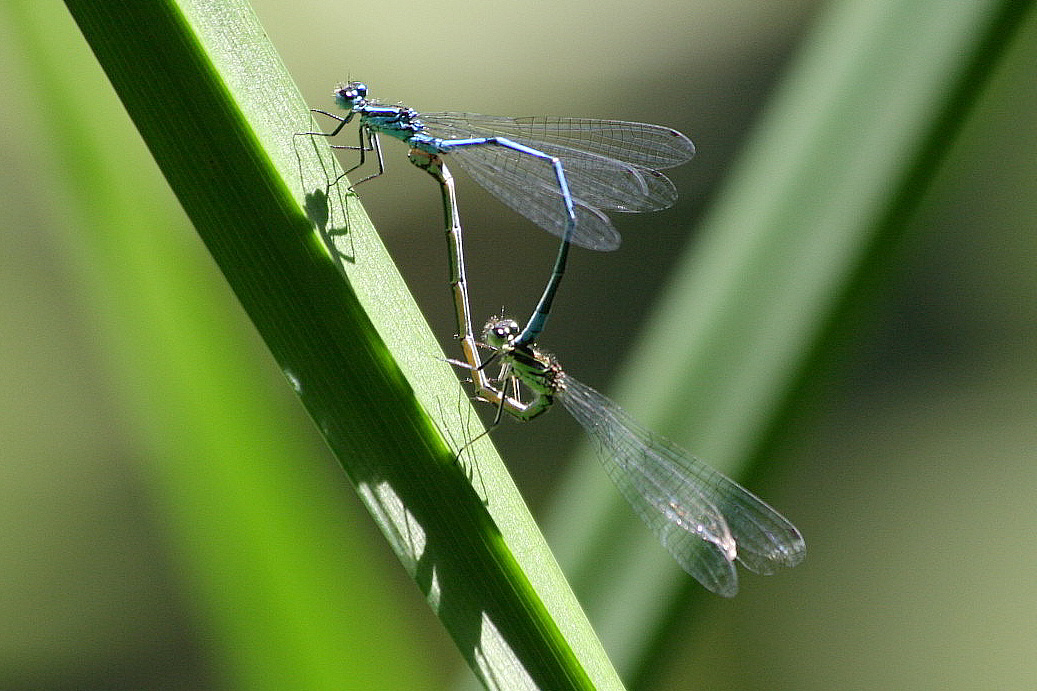 Coenagrion puella in accoppiamento