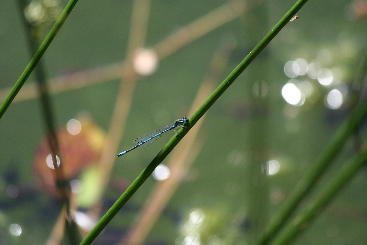 Coenagrion puella?