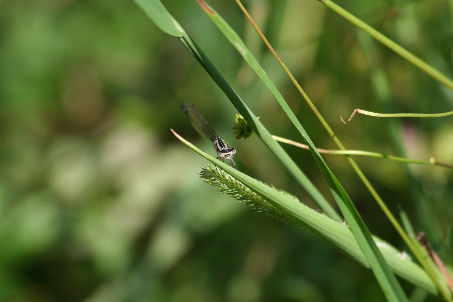 ?? id - Enallagma cyathigerum