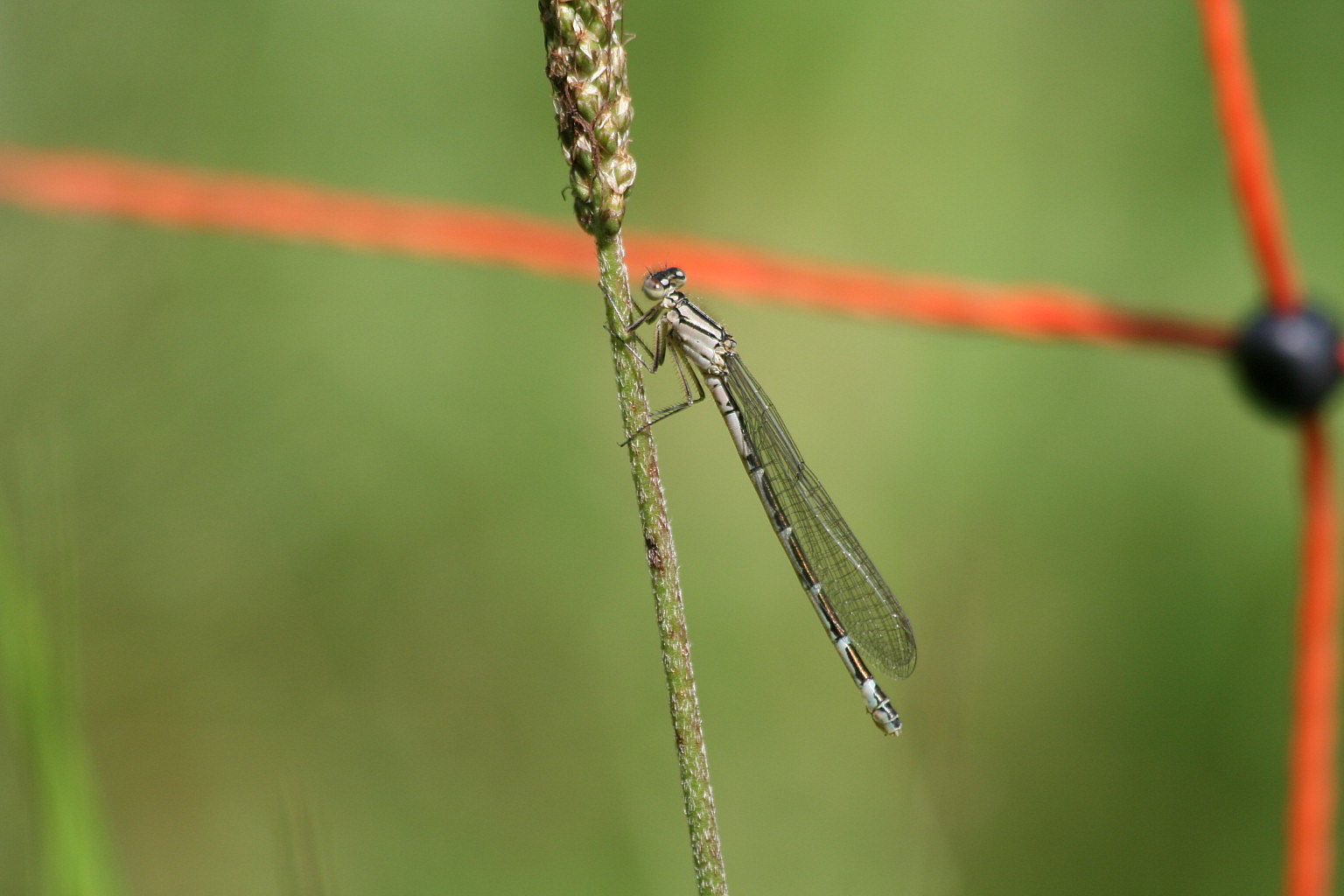 ?? id - Enallagma cyathigerum