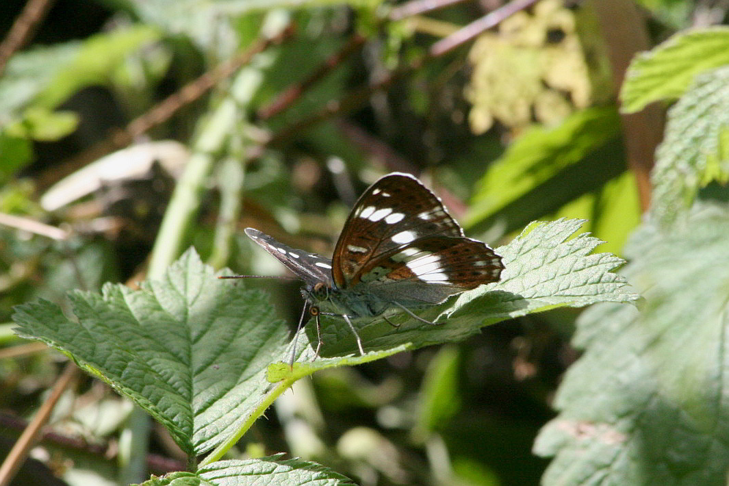 Limenitis camilla?