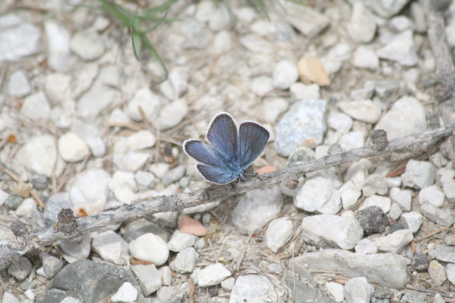 licenide blu intenso