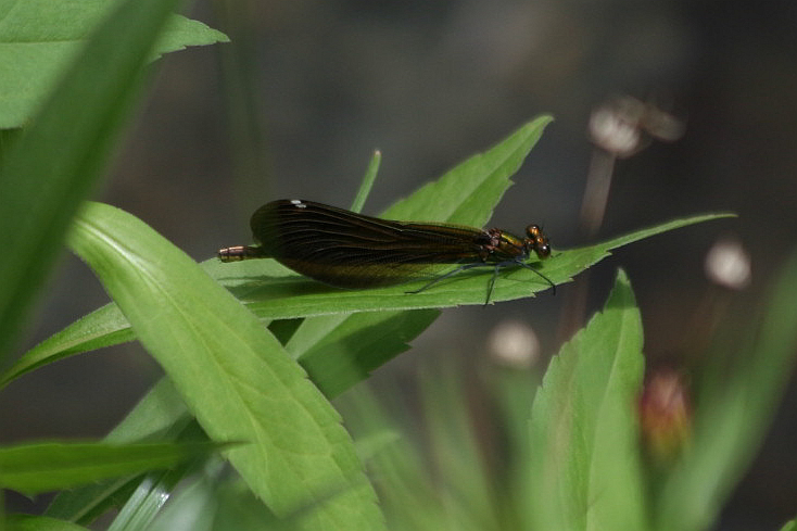 Calopterix femmine