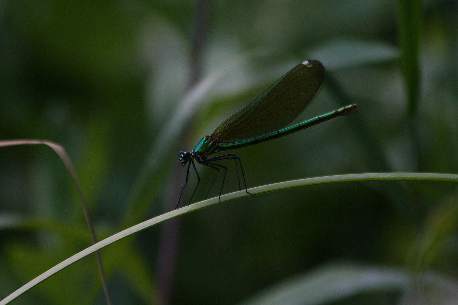Calopterix femmine