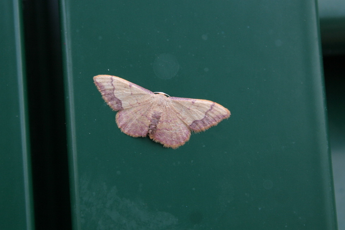 piccola falena : Idaea ostrinaria