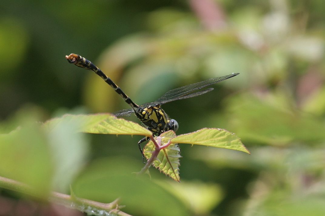 identificazione: maschio Onychogomphus uncatus