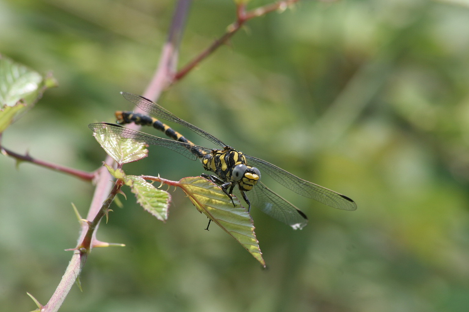 identificazione: maschio Onychogomphus uncatus