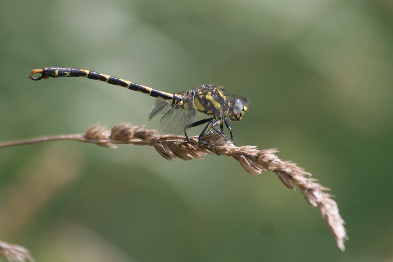 identificazione: maschio Onychogomphus uncatus