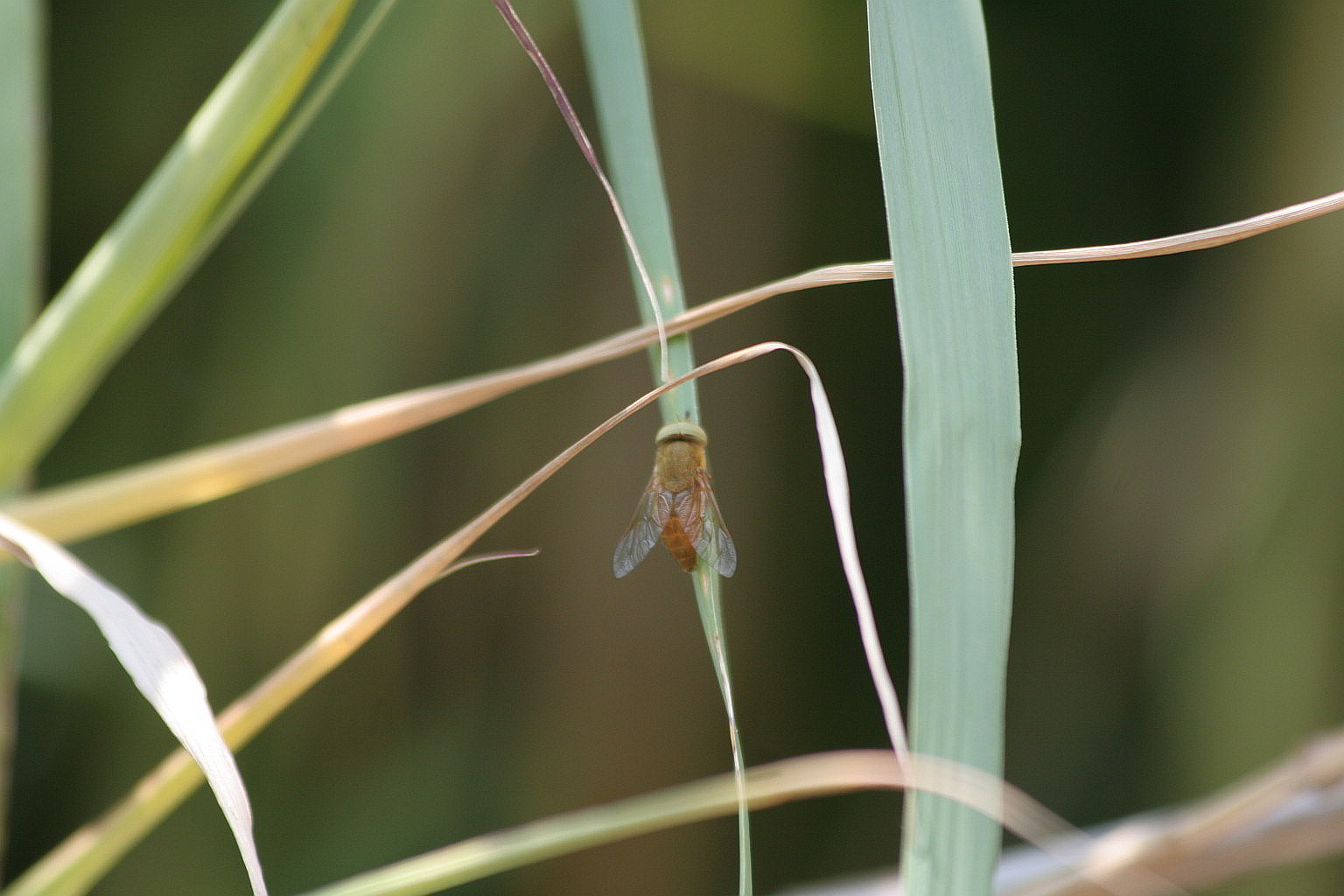 mosca