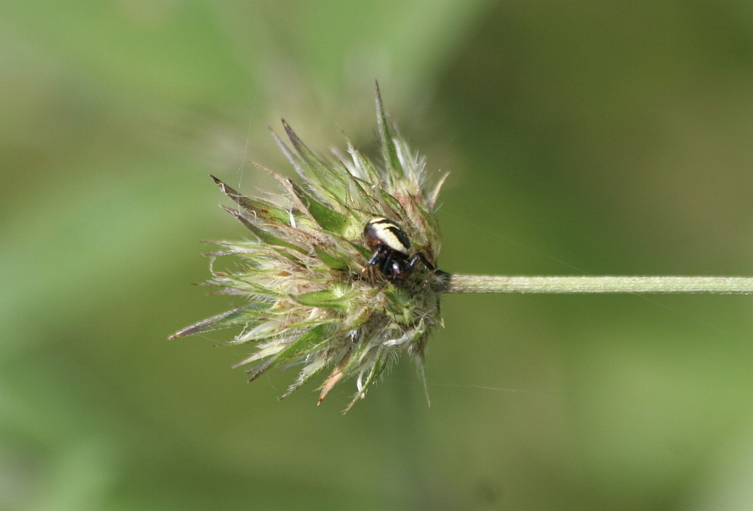 Synema globosum