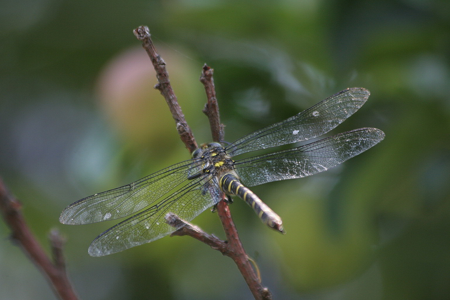 Onychogomphus uncatus?