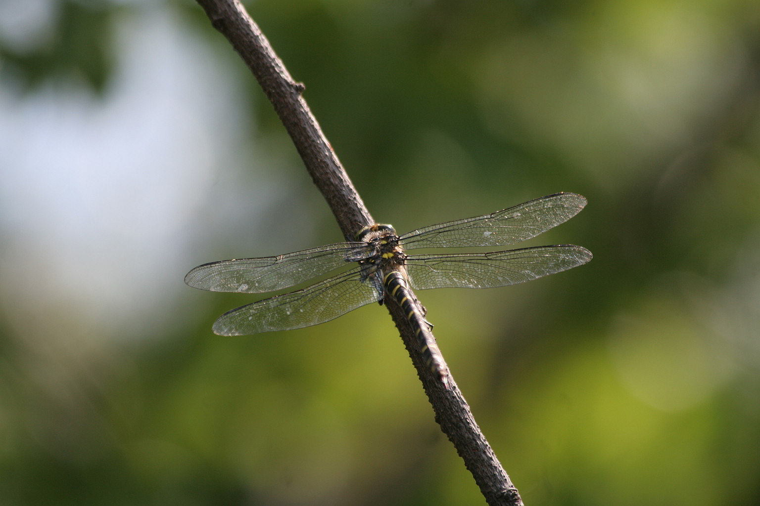 Onychogomphus uncatus?