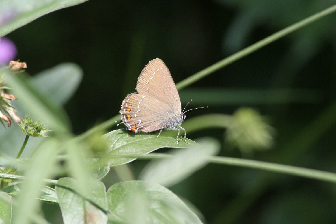 Satyrium acaciae? No Satyrium ilicis