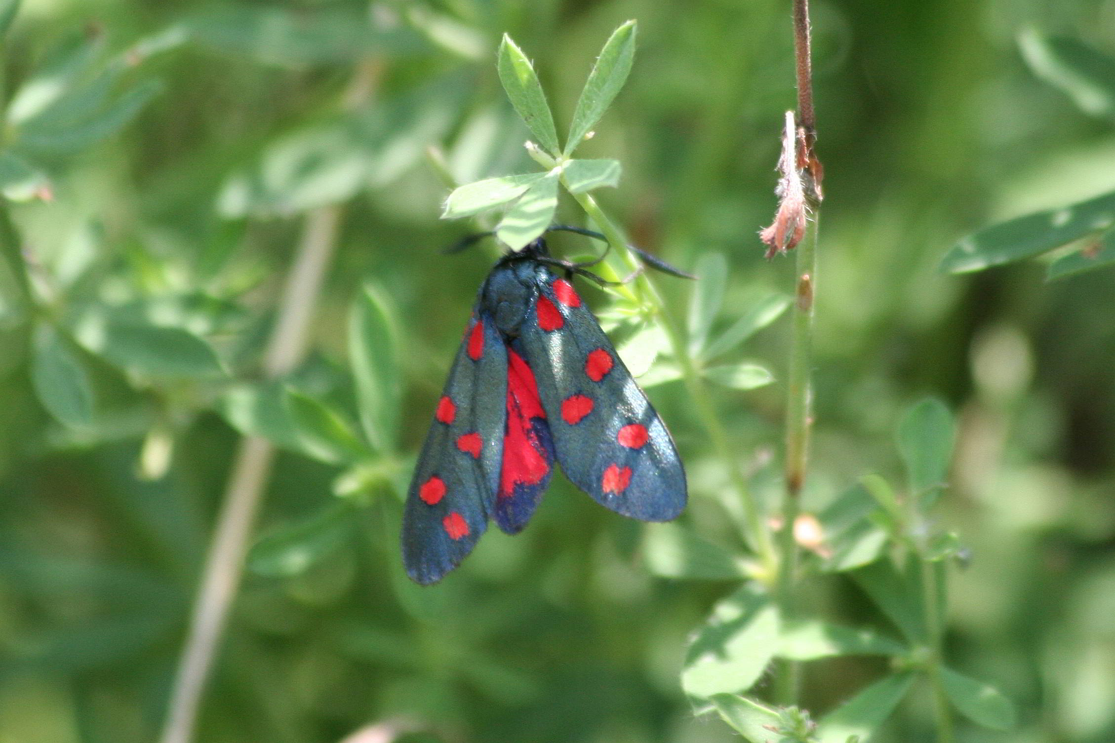 Zygaena tranasalpina?