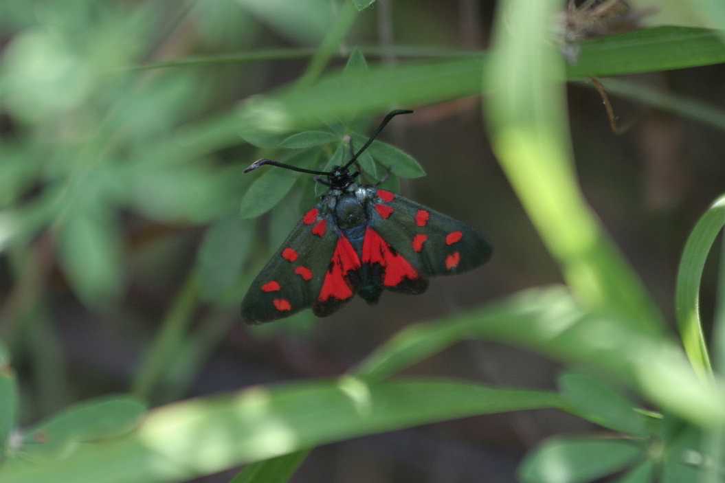 Zygaena tranasalpina?