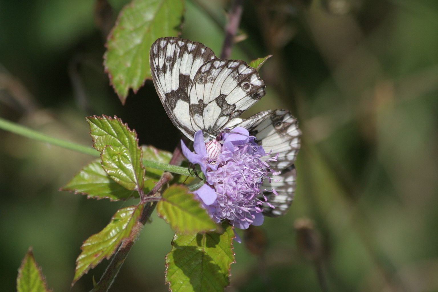Thomisus onustus
